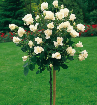 Růže stromková ´LENIP´na kmínku 100 cm, kont. 5 l