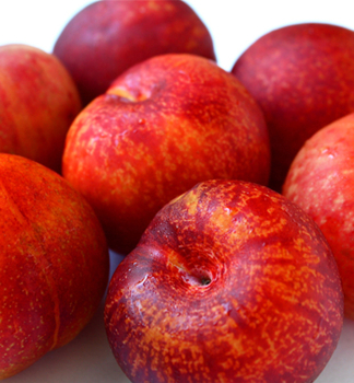 vestkomeruka PLUMCOT podn. myrobaln, prostok. 
