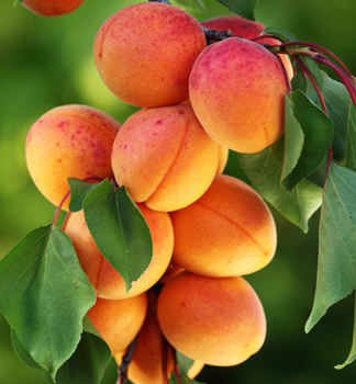 Meru�ka �VELKOPAVLOVICK�� podn. myrobal�n, prostok.