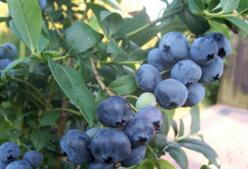 Obrzok (2)