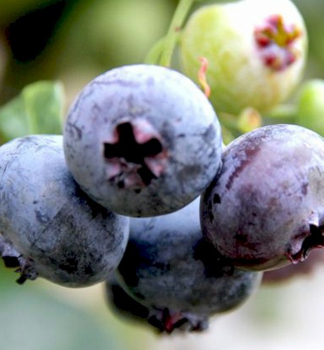 Vaccinium corymbosum PATRIOT detail plodov