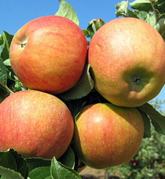 Jablo BRAEBURN, podn. MM106, prostok.