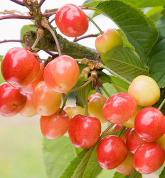 Tee NAPOLEONOVA, podn. ptnica, prostok.