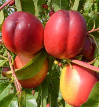 Nektarinka 'FLAVORTOP' podn. Rakonieviczk�, prostok.