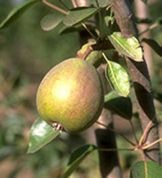 Obrzok_(1)