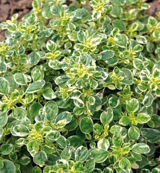 Dobromysl obecn� �PANTA�, kont. 1 l