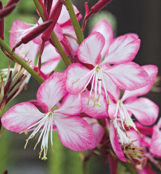 Gaura Lindheimeri ROSY JANE kont. 0,5 l