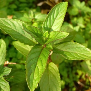 Obrázok (2) Obrázok (2)