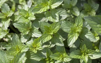 Obrázok (3) Obrázok (3)