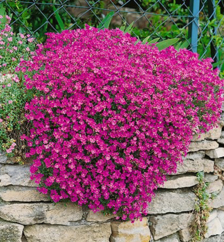 Ta�i�ka �ROCK ON PINK�, kont. 0,5 l