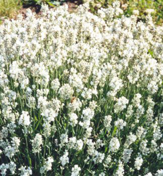 Levandule �zkolist� �EDELWEISS�, kont. 0,5 l