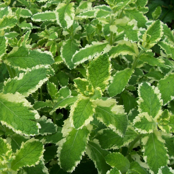 Obr�zok (6)