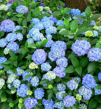 Hortenzie velkolist BODENSEE 20-30 cm, kont. 1,4 l