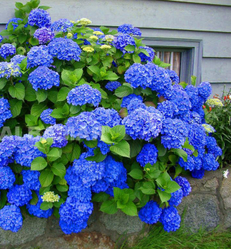 Hortenzie velkolist EARLY BLUE 10-15 cm, kont. 4 l