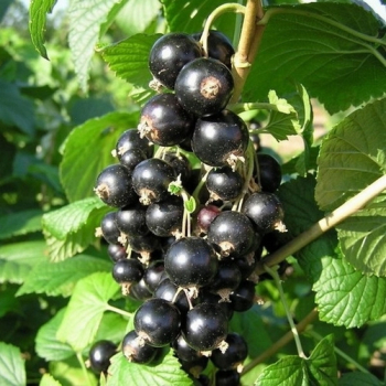 Obrzok (1)