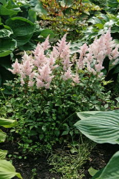 Obrzok (2)
