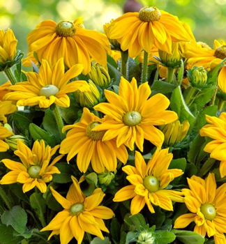 Tapatka SUNBECKIA OPHELIA kont. 0,5 l