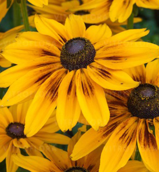 Tapatka (Rudbkia) SUNBECKIA ALICIA kont. 0,5 l
