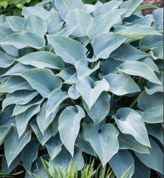 Hosta (Bohyka) HALCYON kont. 0,5 l