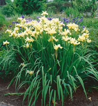 Obrázok (2) Obrázok (2)