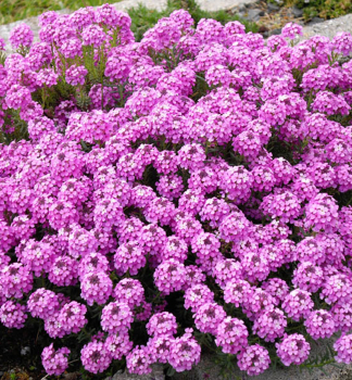 Sivutka armnska WARLEY ROSE kont. 0,5 l
