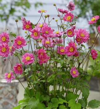 Sasanka hybridn MARGARETE kont. 0,5 l