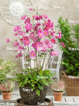 Obrázok (6) Obrázok (6)