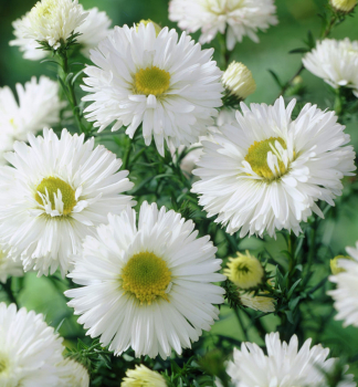 Hvzdnice novobelgick WHITE LADIES kont. 0,5 l