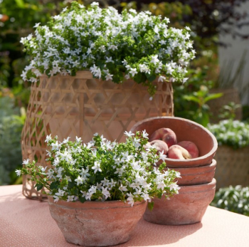 Obrázok (8) Obrázok (8)