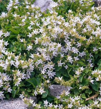 Obrzok (4)