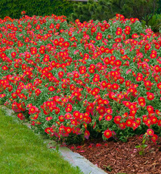 Devaternk hybridn SUPREME kont. 0,5 l