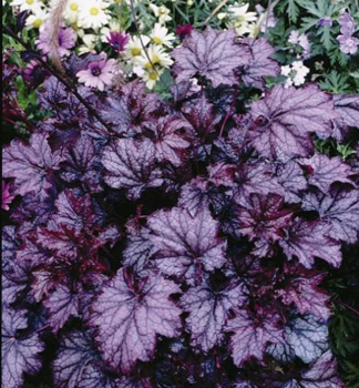 Dluicha AMETHYST MYST, kont. 0,5 l