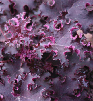 Dluicha americk PURPLE PETTICOATS, kont. 0,5 l
