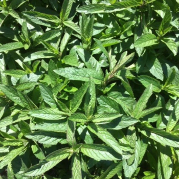 Obrázok (1) Obrázok (1)