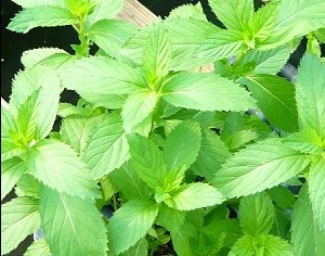 Obrázok (2) Obrázok (2)