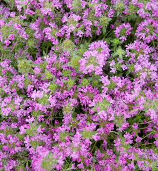 Obrzok (5)