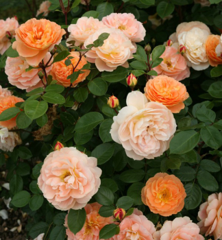 R��e mnohokv�t� �SCH�NE VOM SEE�� ** Kordes 2013, kont. 2 l