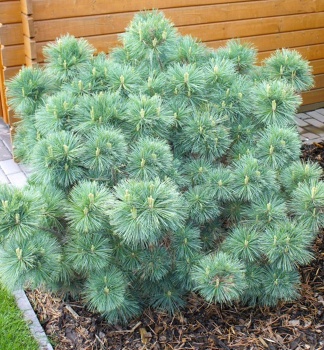 Borovice hladk 'RADIATA' 20-30 cm, kont. 3 l