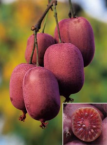 Minikiwi KENS RED 40-50 cm, kont. 2 l, vyvzan