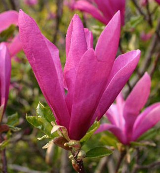 Obrzok (5)