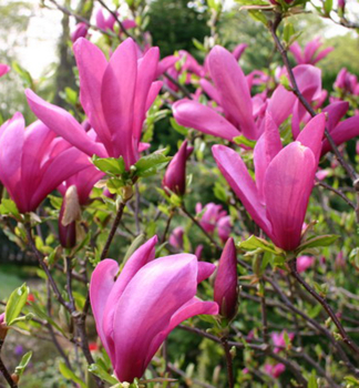 ��cholan hybridn� �SUSAN� na km�nku 120 cm, kont. 15 l