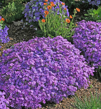 Flox dlovit PURPLE BEAUTY kont. 0,5 l