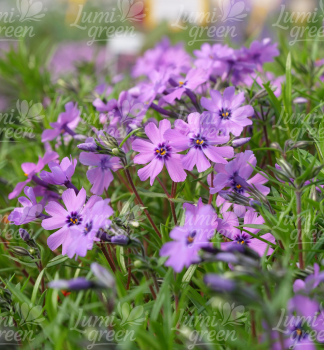 Obr�zok (8)