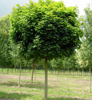 Javor ml GLOBOSUM na kmnku 180 cm, kont. 20 l