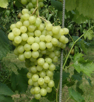 Vinná réva ´PANÓNIA KINCSE´ 30-40 cm, zemní bal
