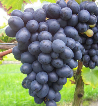 Vinná réva stolní rezistentní ´NERO´ 30-40 cm, zemní bal