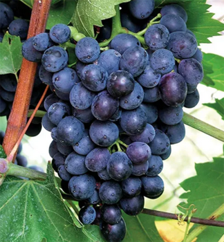 Vinn rva stoln rezistentn ESZTER, prostok.