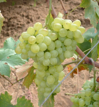 Vinn rva stoln bezsemenn BLEHRADSK BEZSEMENNݴ, zemn bal