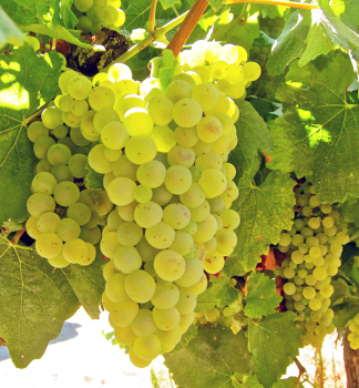 Vinn rva motov CHARDONNAY, zemn bal