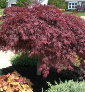 Javor dlanitolist� �CRIMSON QUEEN� 50-60 cm, kont. 2 l